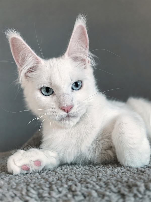 Gatsby Snow Akbars - Kitten maine-coon 3 months 1.5 week