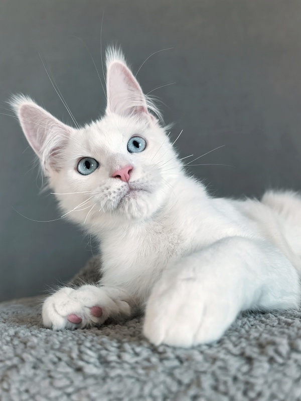 Gatsby Snow Akbars - Kitten maine-coon 3 months 1.5 week