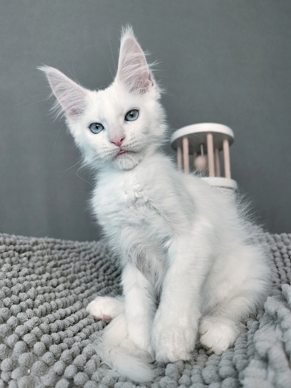 Gatsby Snow Akbars - Kitten maine-coon 2 months 1 week
