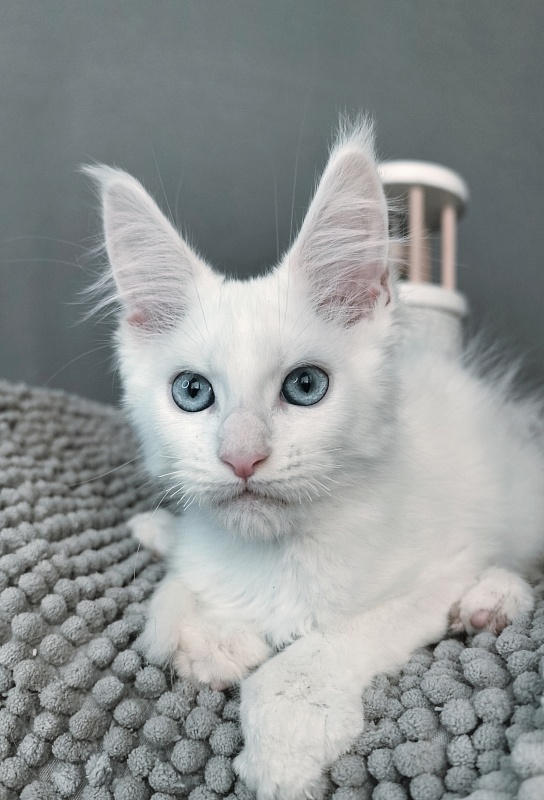 Gatsby Snow Akbars - Kitten maine-coon 2 months 1 week