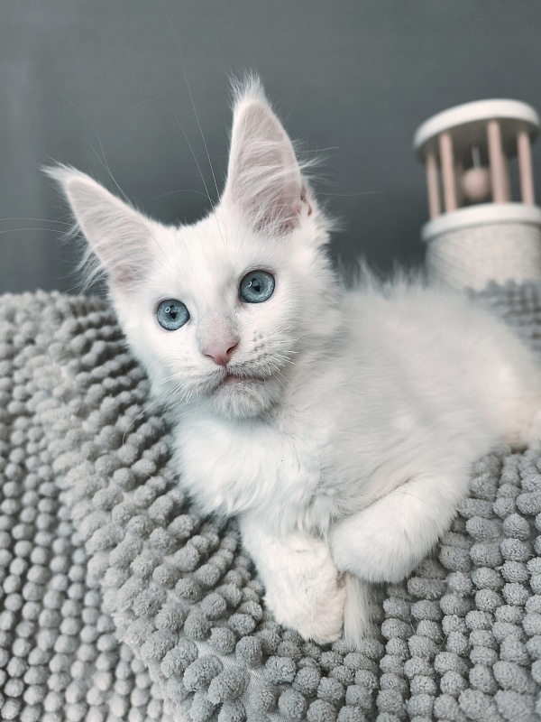 Gatsby Snow Akbars - Kitten maine-coon 2 months 1 week