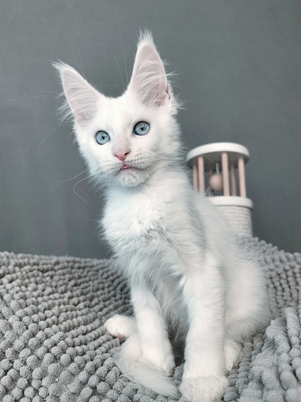 Gatsby Snow Akbars - Kitten maine-coon 2 months 1 week