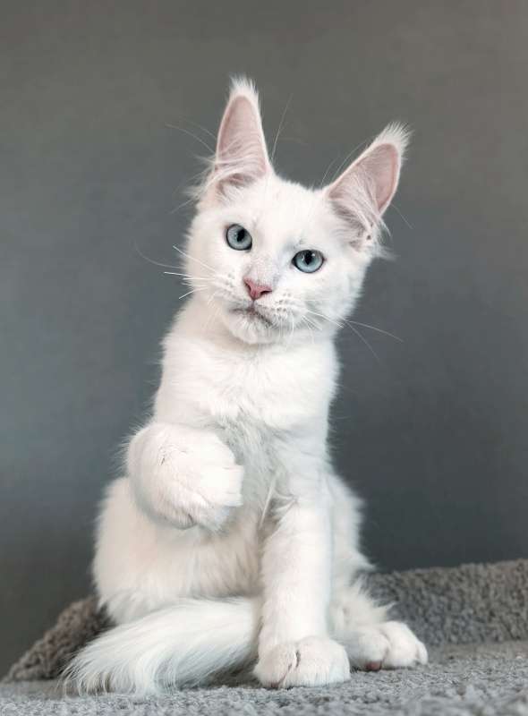 Gatsby Snow Akbars - Kitten maine-coon 3 months 1.5 week