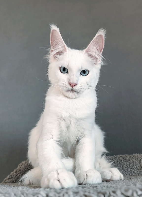 Gatsby Snow Akbars - Kitten maine-coon 3 months 1.5 week