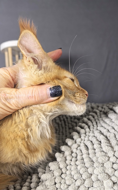 Griffin Red Akbars - Kitten maine-coon 2 months 1 week