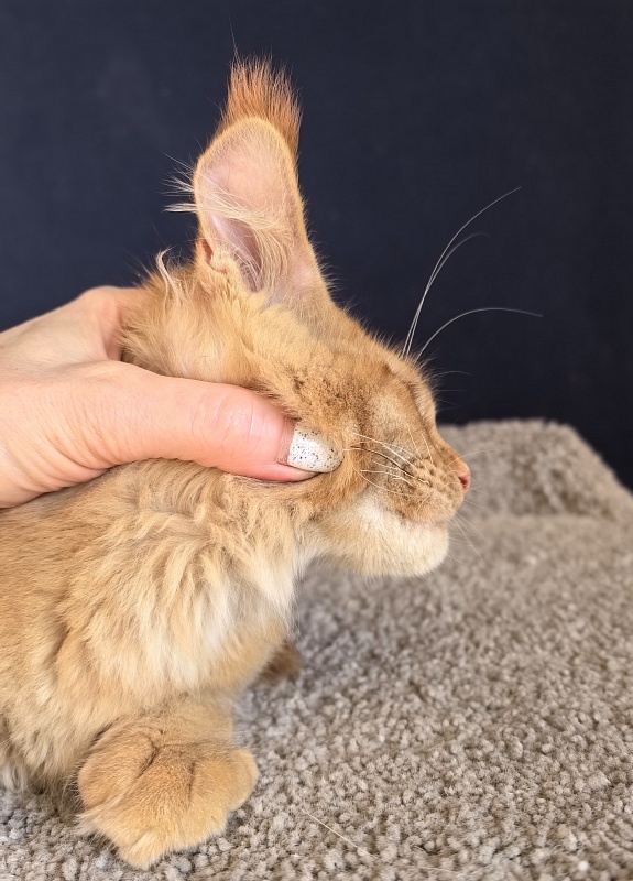 Griffin Red Akbars - Kitten maine-coon 3 months 1.5 week