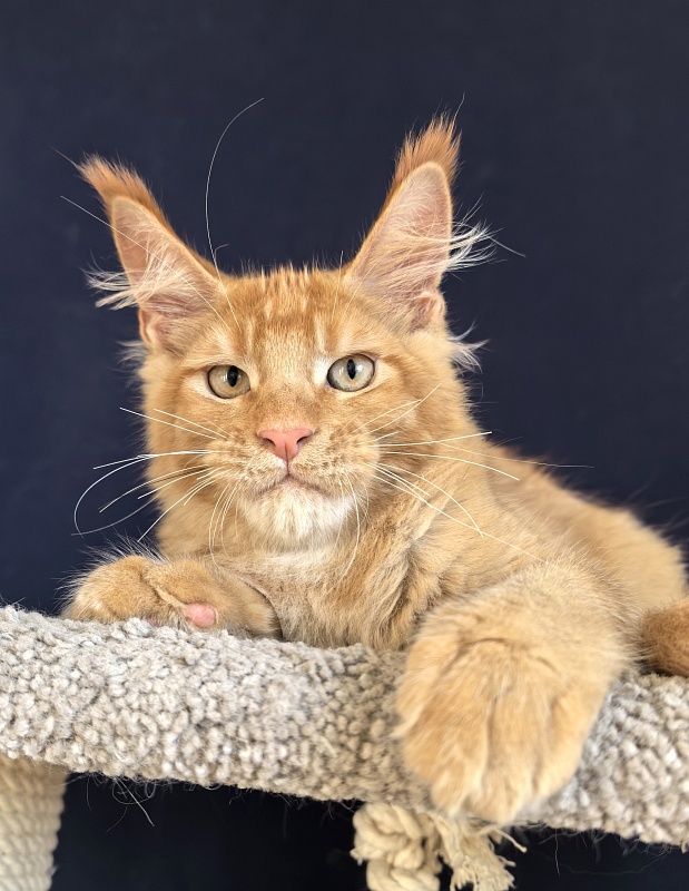 Griffin Red Akbars - Kitten maine-coon 3 months 1.5 week