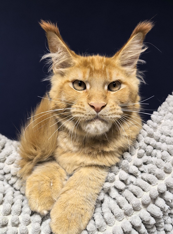 Griffin Red Akbars - Kitten maine-coon 4 months 0.5 weeks