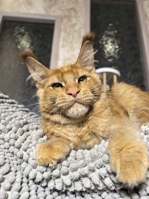 Griffin Red Akbars - Kitten maine-coon 4 months 0.5 weeks