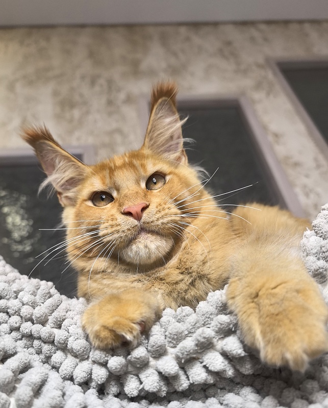 Griffin Red Akbars - Kitten maine-coon 4 months 0.5 weeks