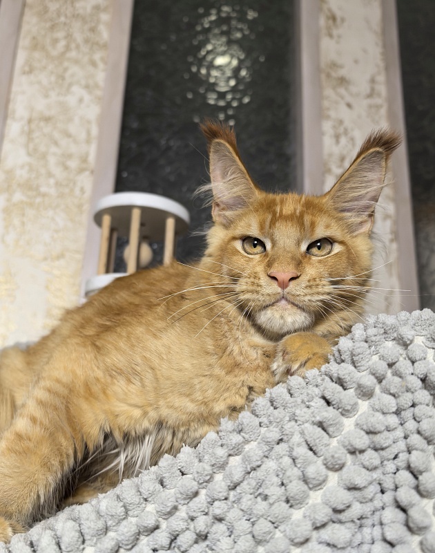 Griffin Red Akbars - Kitten maine-coon 4 months 0.5 weeks