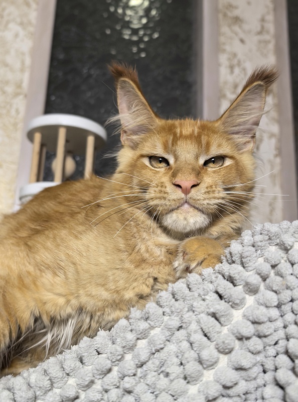 Griffin Red Akbars - Kitten maine-coon 4 months 0.5 weeks