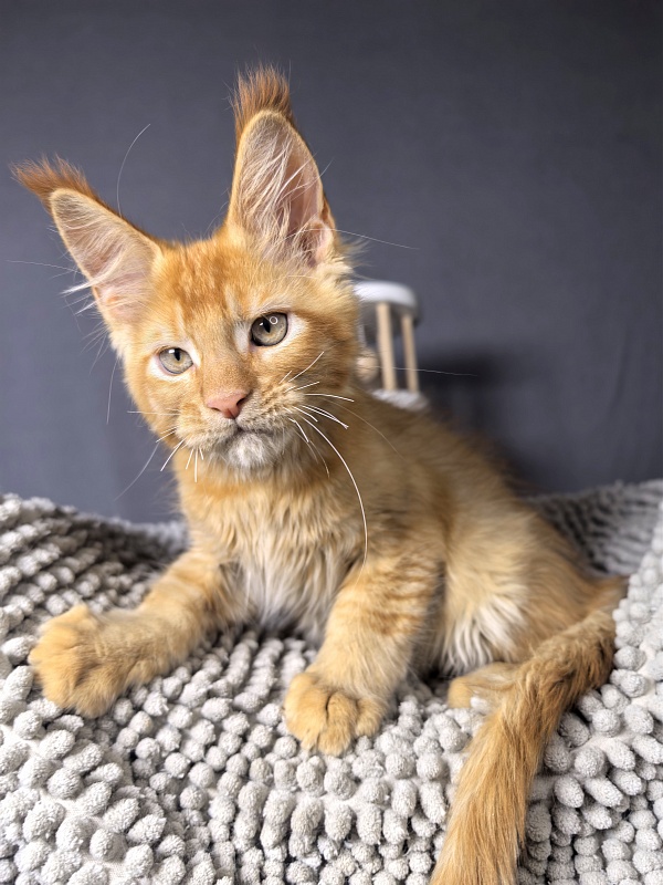 Griffin Red Akbars - Kitten maine-coon 2 months 1 week
