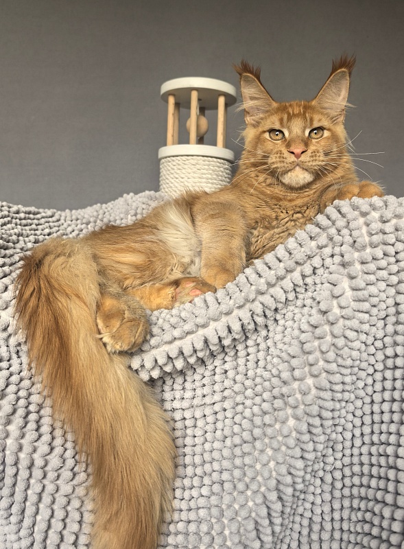 Griffin Red Akbars - Kitten maine-coon 4 months 3.5 weeks