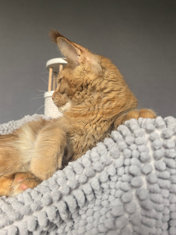 Griffin Red Akbars - Kitten maine-coon 4 months 3.5 weeks