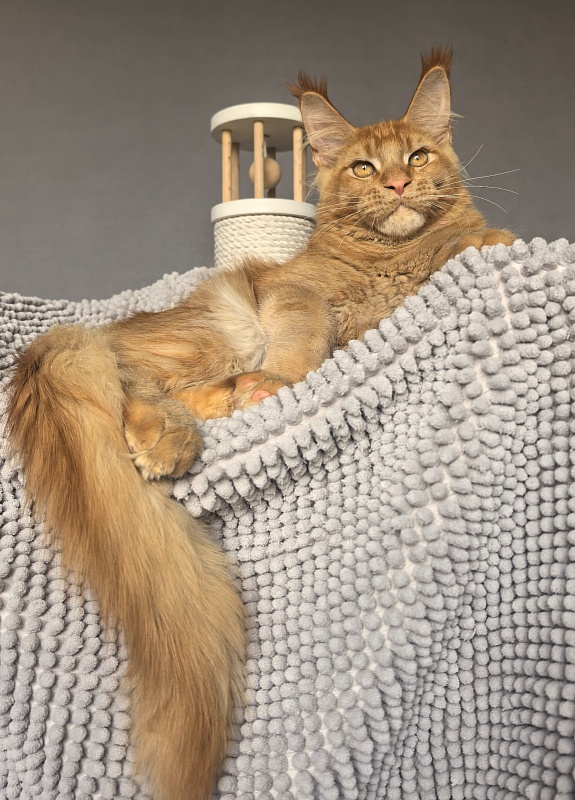 Griffin Red Akbars - Kitten maine-coon 4 months 3.5 weeks