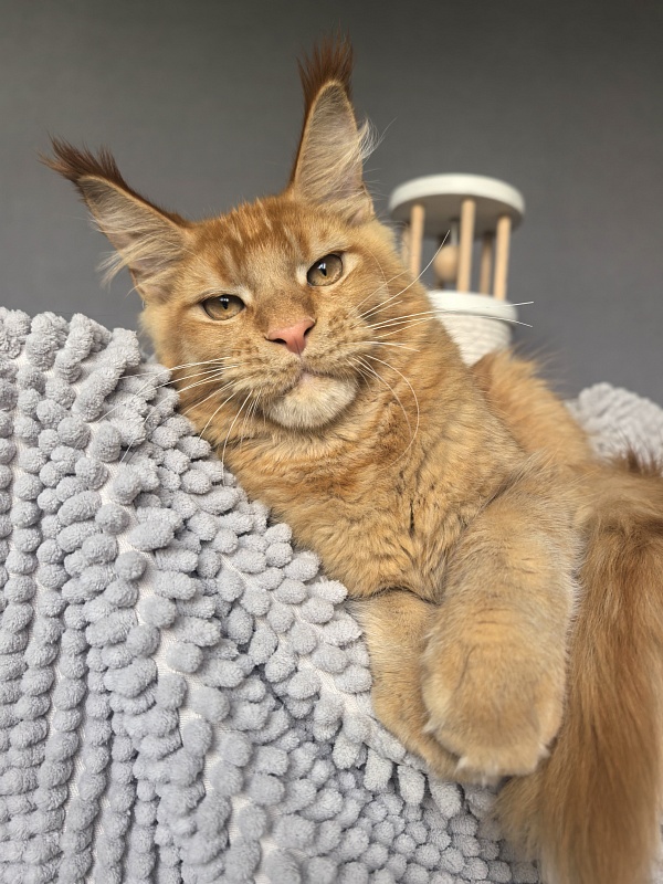 Griffin Red Akbars - Kitten maine-coon 4 months 3.5 weeks