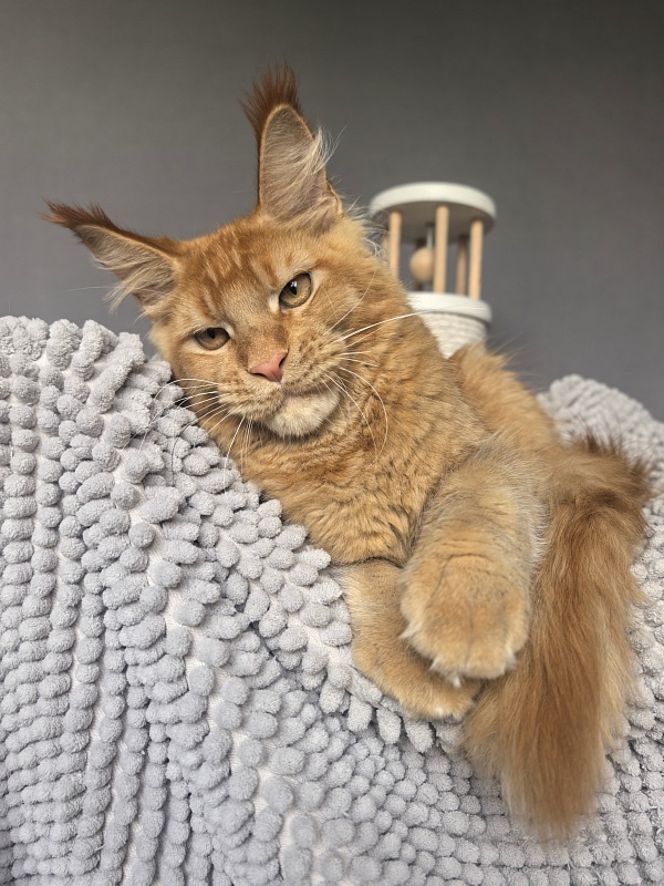 Griffin Red Akbars - Kitten maine-coon 4 months 3.5 weeks