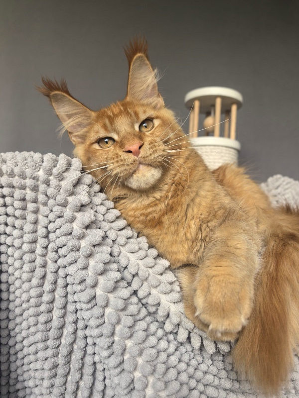 Griffin Red Akbars - Kitten maine-coon 4 months 3.5 weeks