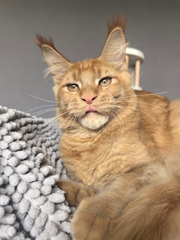 Griffin Red Akbars - Kitten maine-coon 4 months 3.5 weeks