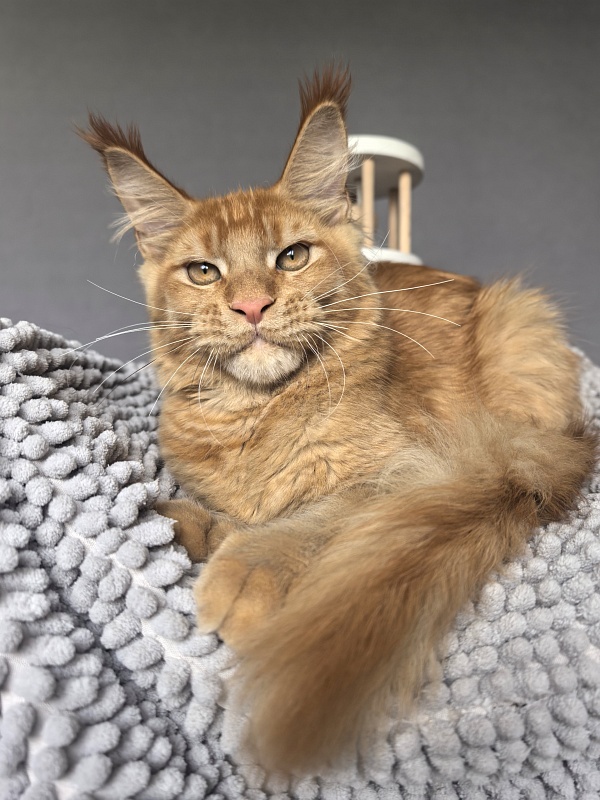 Griffin Red Akbars - Kitten maine-coon 4 months 3.5 weeks