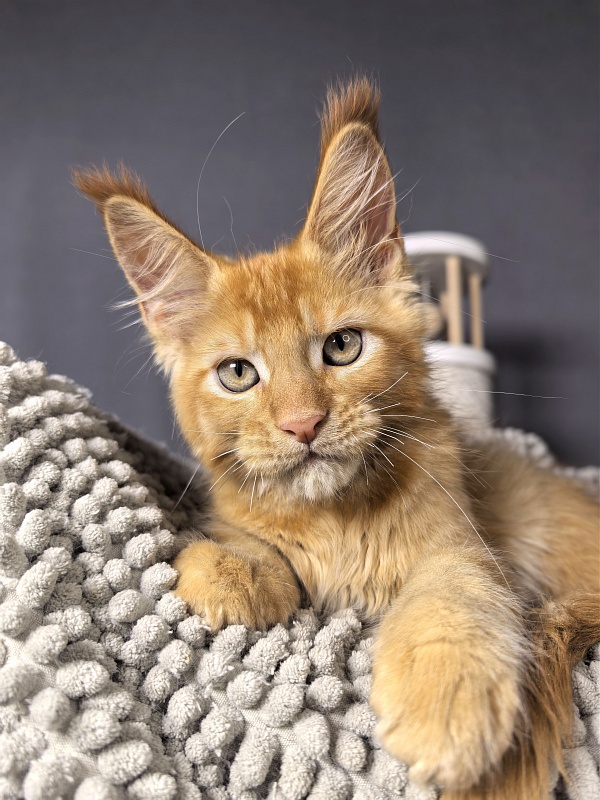 Griffin Red Akbars - Kitten maine-coon 2 months 1 week