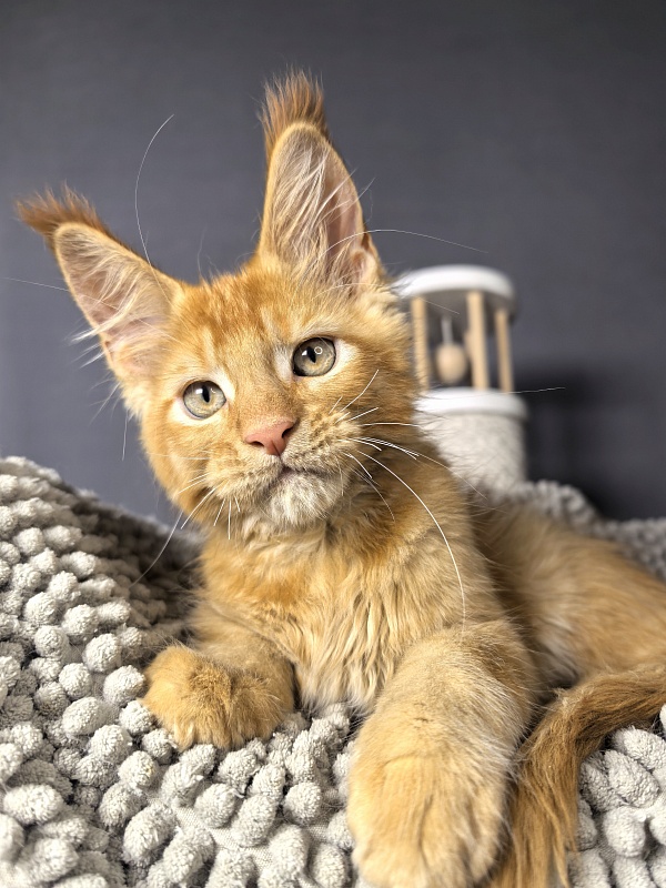 Griffin Red Akbars - Kitten maine-coon 2 months 1 week