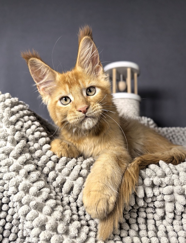 Griffin Red Akbars - Kitten maine-coon 2 months 1 week
