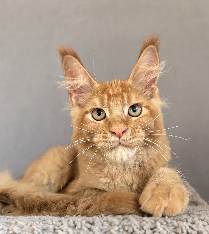 Griffin Red Akbars - Kitten maine-coon 3 months 1.5 week