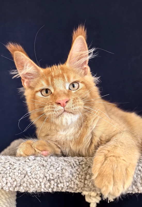 Griffin Red Akbars - Kitten maine-coon 3 months 1.5 week
