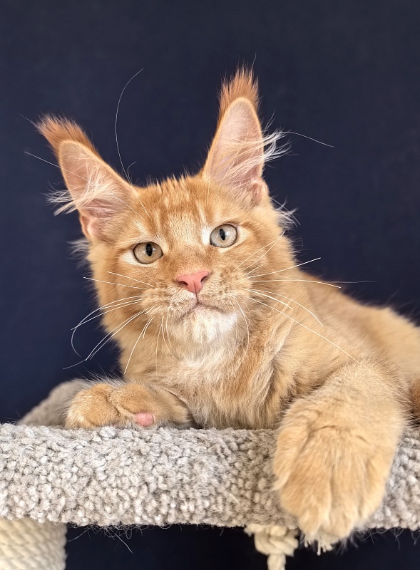 Griffin Red Akbars - Kitten maine-coon 3 months 1.5 week