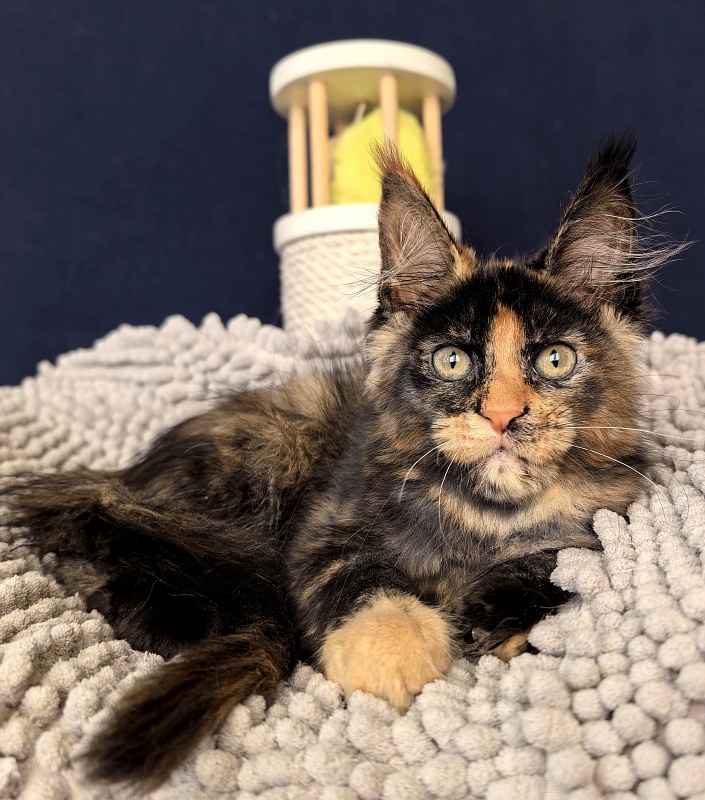 Gemma Bright  Akbars - Kitten maine-coon 2 months 1 week