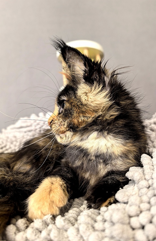 Gemma Bright  Akbars - Kitten maine-coon 2 months 1 week