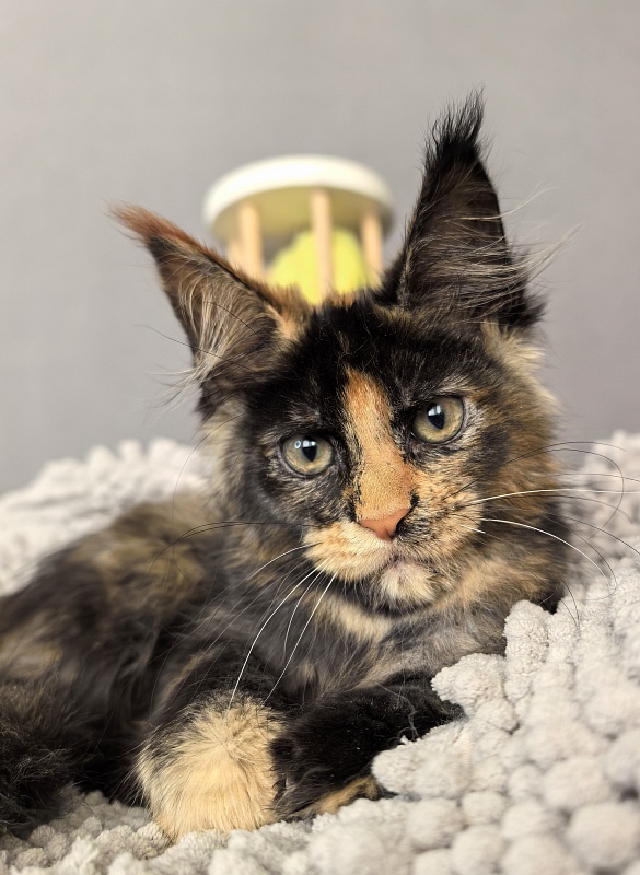 Gemma Bright  Akbars - Kitten maine-coon 2 months 1 week