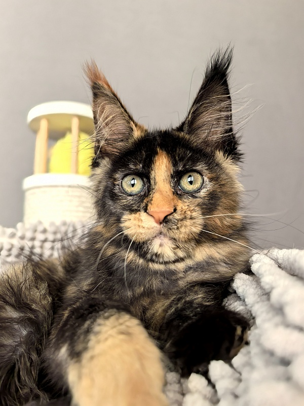 Gemma Bright  Akbars - Kitten maine-coon 2 months 1 week