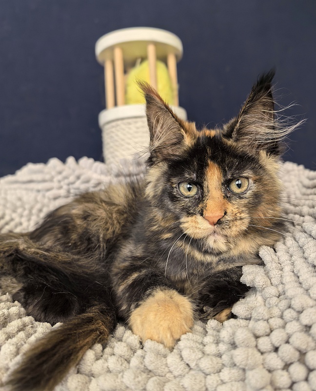 Gemma Bright  Akbars - Kitten maine-coon 2 months 1 week