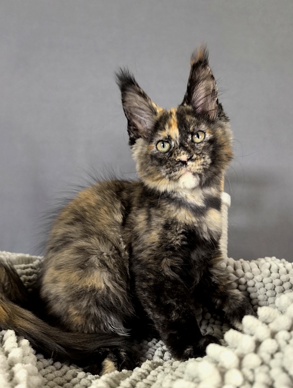 Galaxy Star Akbars - Kitten maine-coon 2 months 1 week