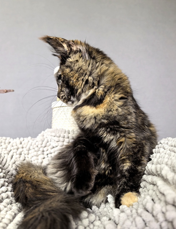 Galaxy Star Akbars - Kitten maine-coon 4 months 1.5 week