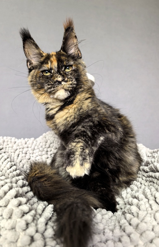 Galaxy Star Akbars - Kitten maine-coon 4 months 1.5 week
