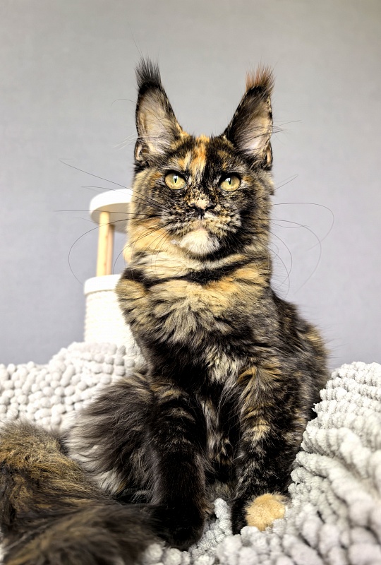 Galaxy Star Akbars - Kitten maine-coon 4 months 1.5 week