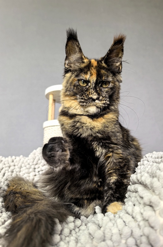 Galaxy Star Akbars - Kitten maine-coon 4 months 1.5 week