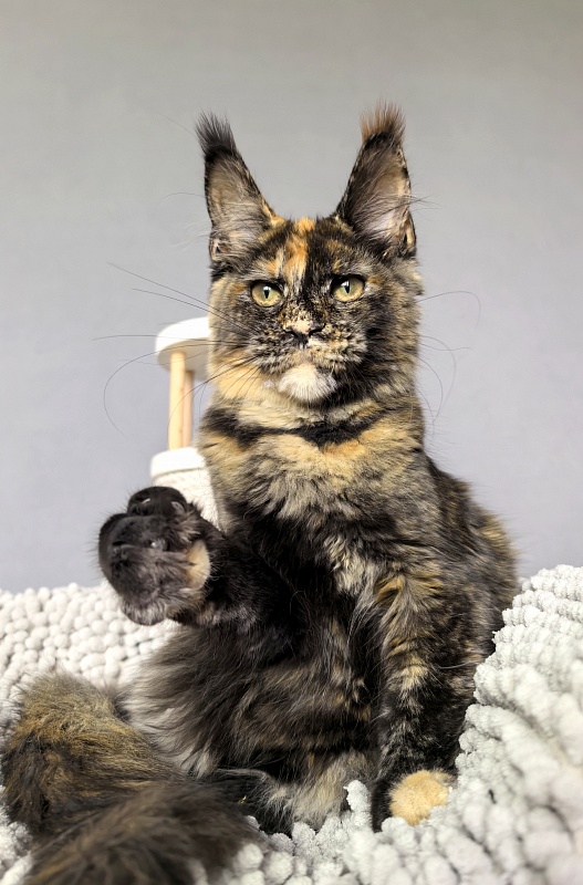 Galaxy Star Akbars - Kitten maine-coon 4 months 1.5 week