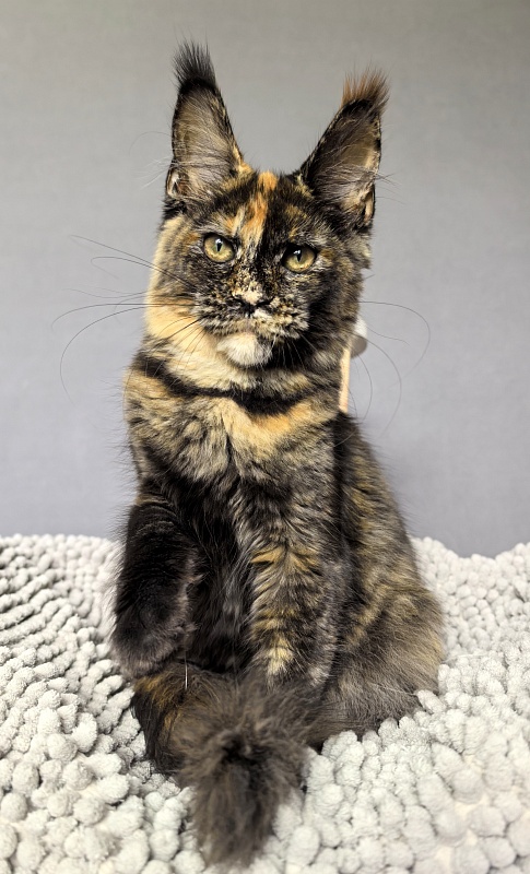 Galaxy Star Akbars - Kitten maine-coon 4 months 1.5 week