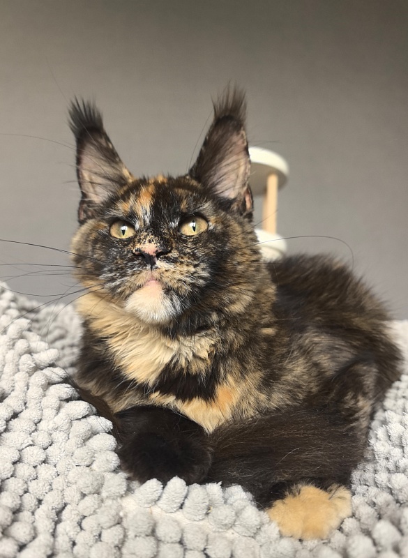 Galaxy Star Akbars - Kitten maine-coon 4 months 3.5 weeks