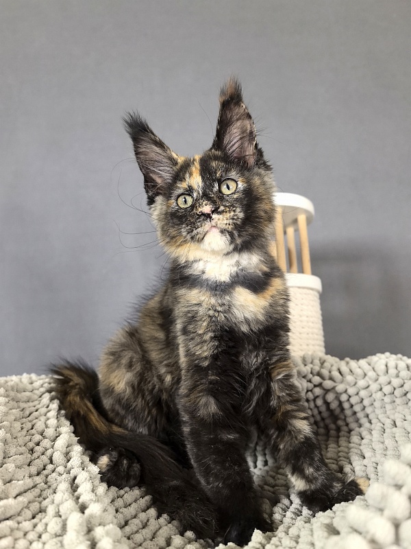 Galaxy Star Akbars - Kitten maine-coon 2 months 1 week