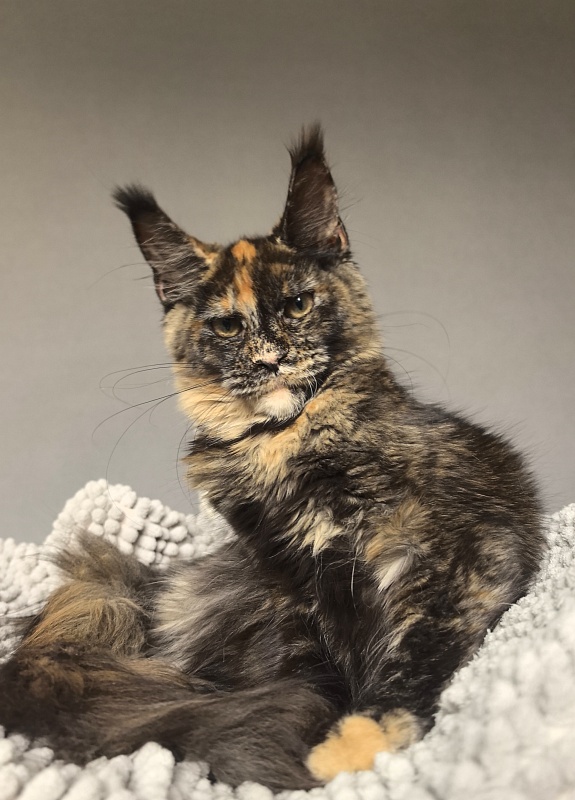 Galaxy Star Akbars - Kitten maine-coon 4 months 3.5 weeks