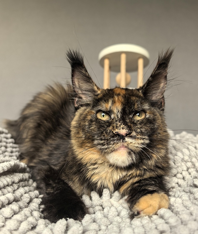 Galaxy Star Akbars - Kitten maine-coon 4 months 3.5 weeks