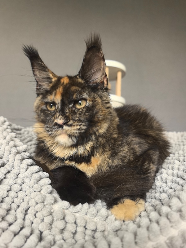 Galaxy Star Akbars - Kitten maine-coon 4 months 3.5 weeks