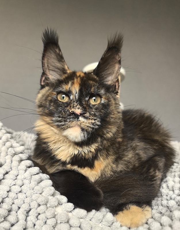 Galaxy Star Akbars - Kitten maine-coon 4 months 3.5 weeks