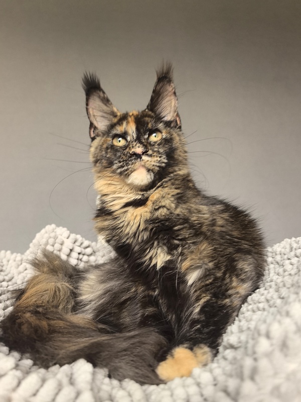 Galaxy Star Akbars - Kitten maine-coon 4 months 3.5 weeks